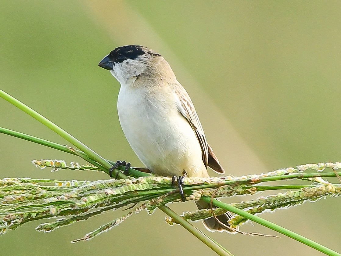 Semillero Capirotado - ML612748232