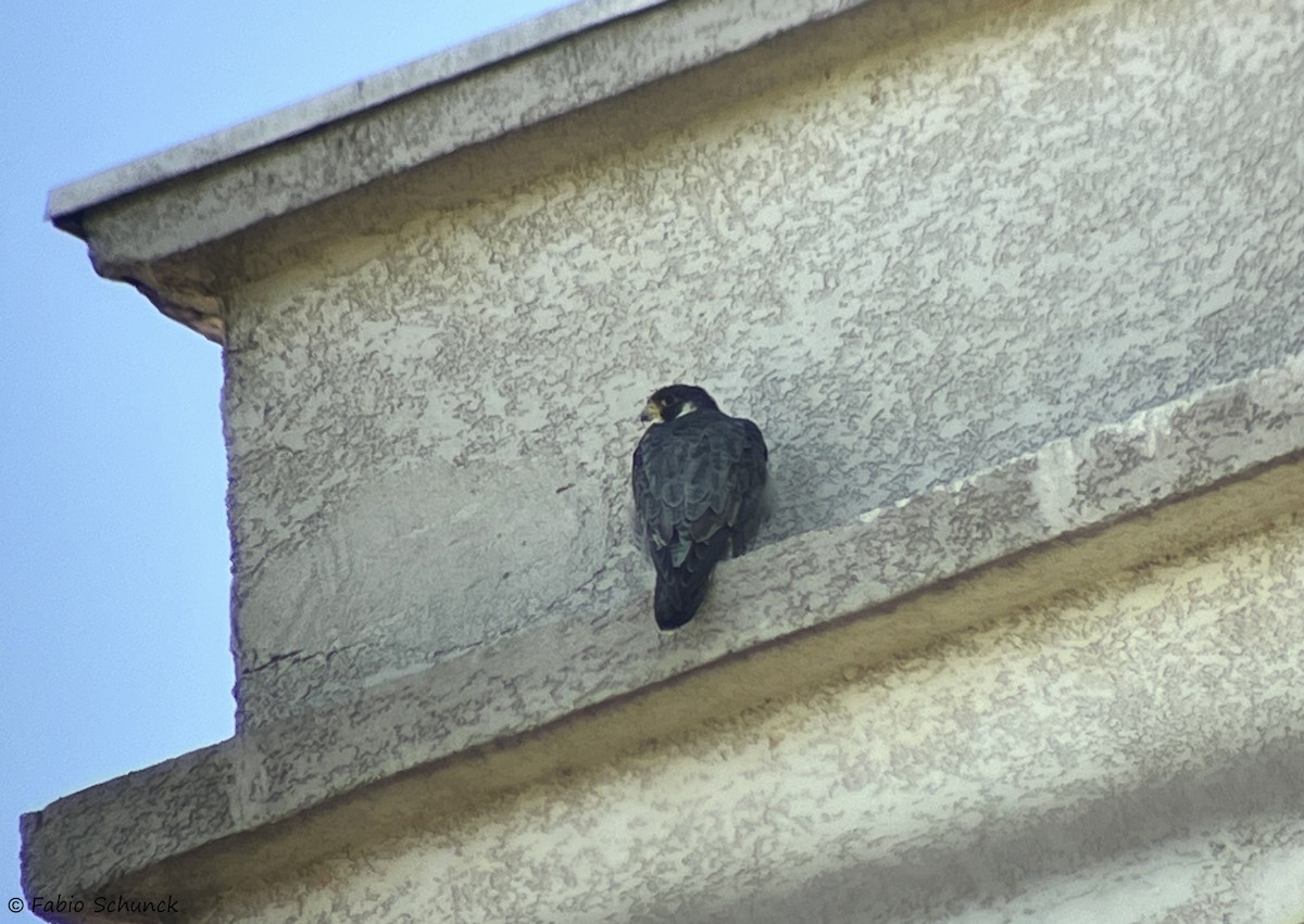 Peregrine Falcon - Fabio Schunck