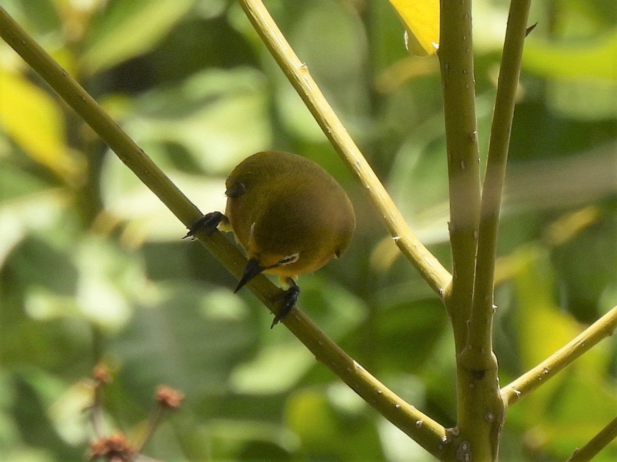 Mayotte White-eye - ML612748256