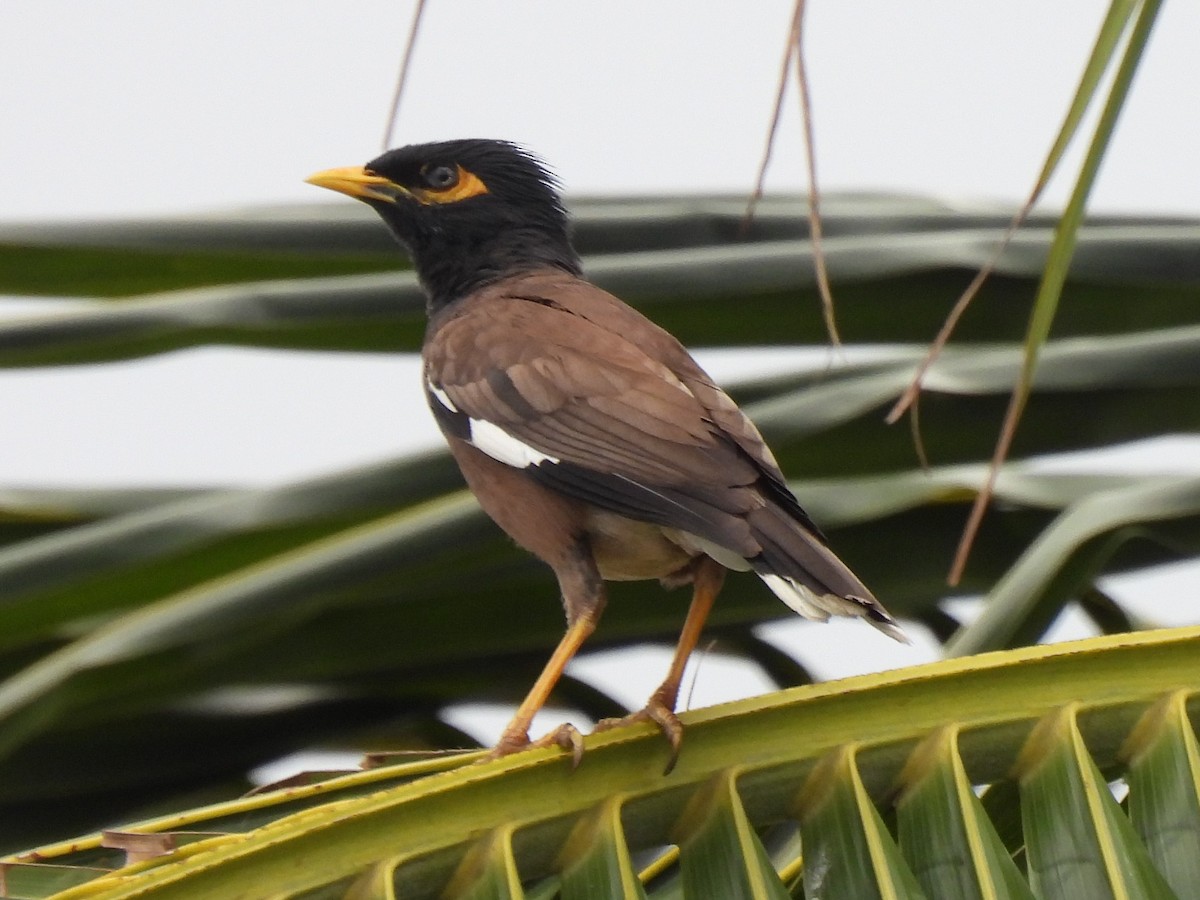 Common Myna - ML612748268