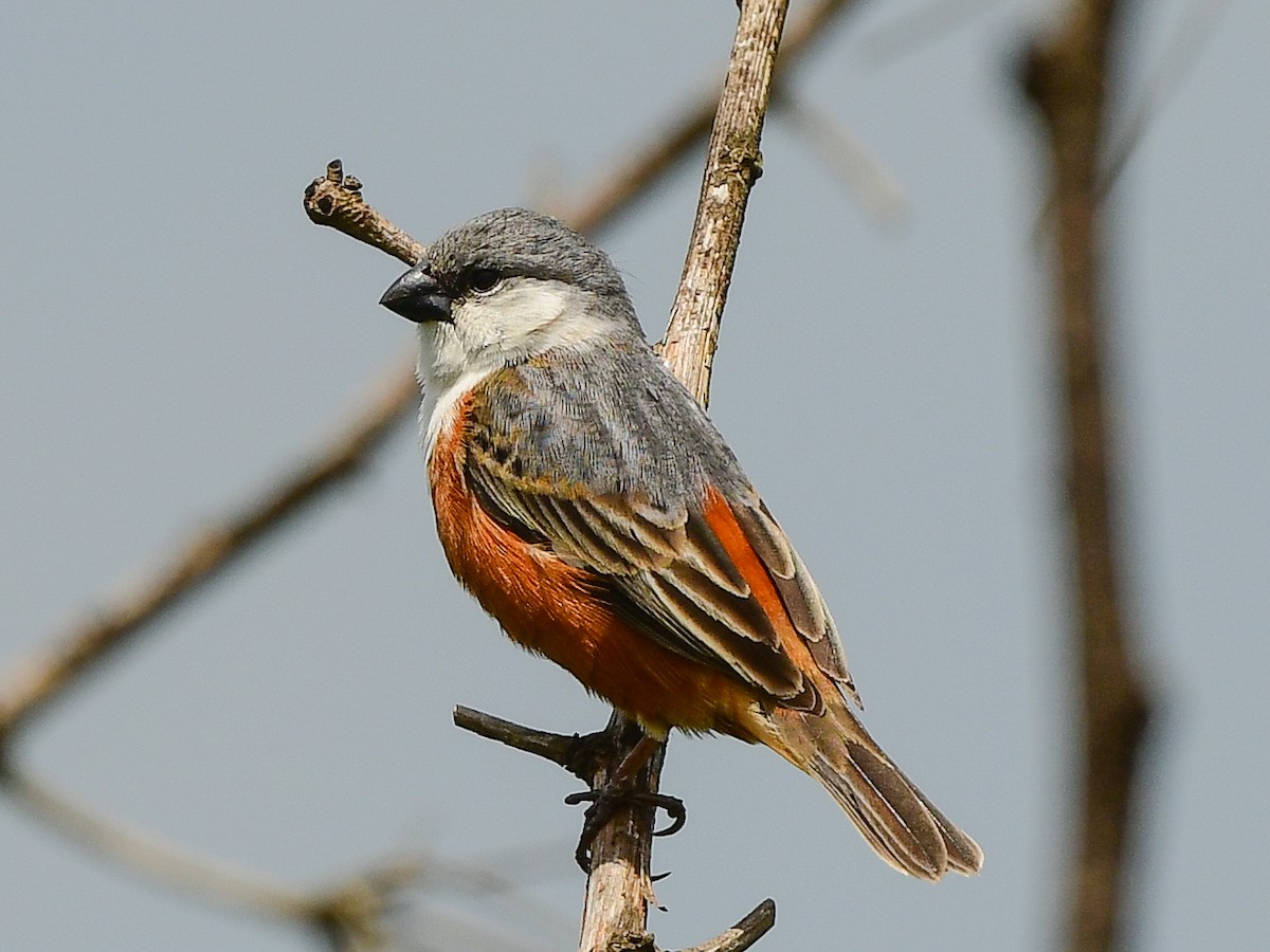 Marsh Seedeater - Xueping & Stephan Popp