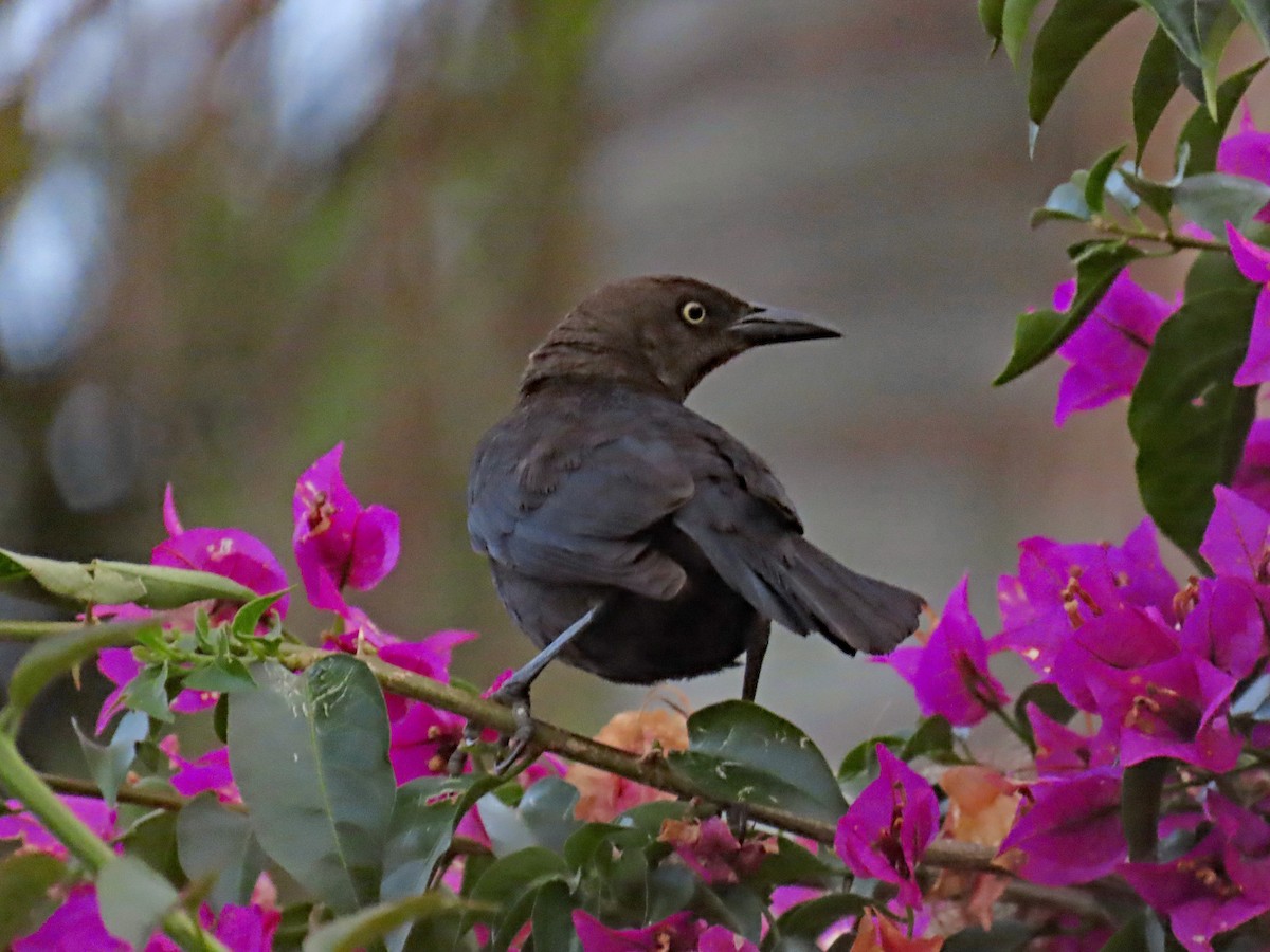 Carib Grackle - ML612748328