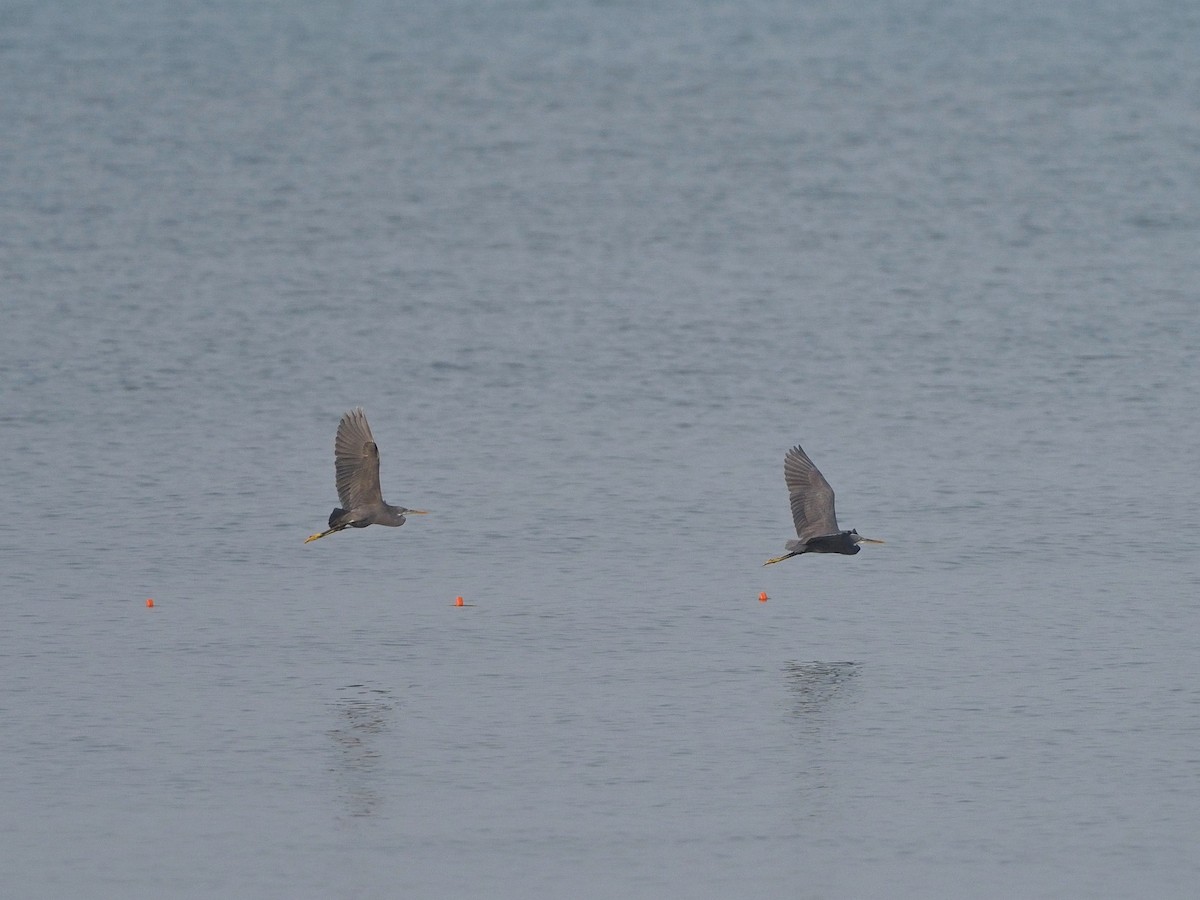 Garceta Dimorfa - ML612748375