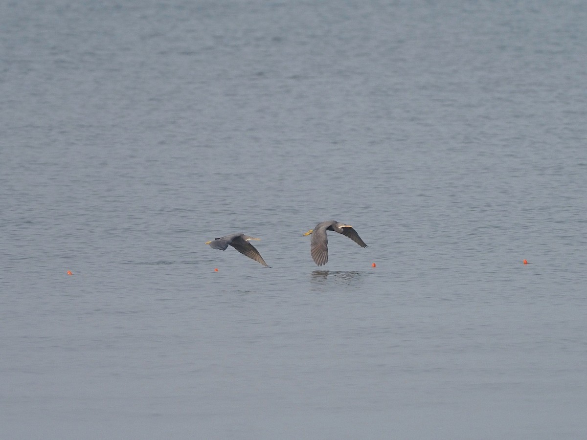 Garceta Dimorfa - ML612748376