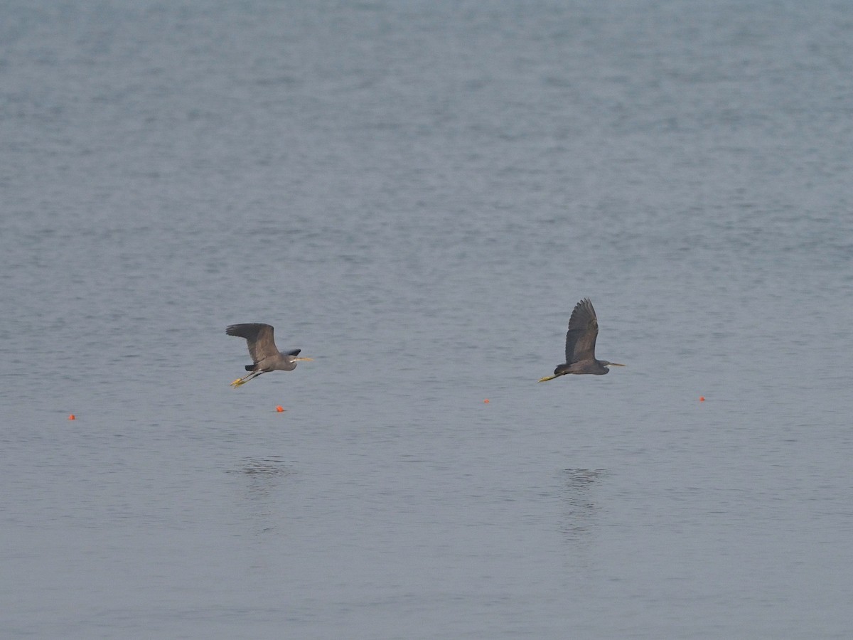 Garceta Dimorfa - ML612748377