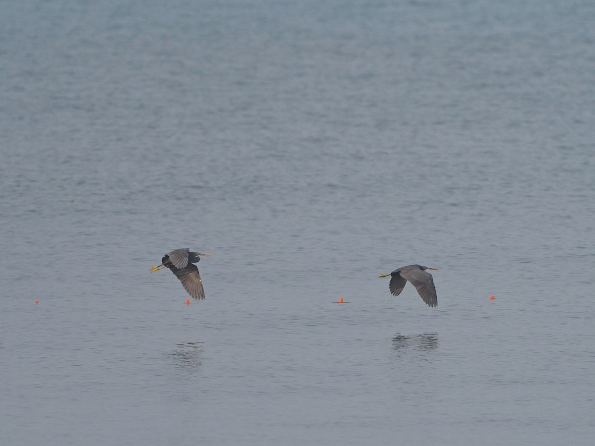 Garceta Dimorfa - ML612748378