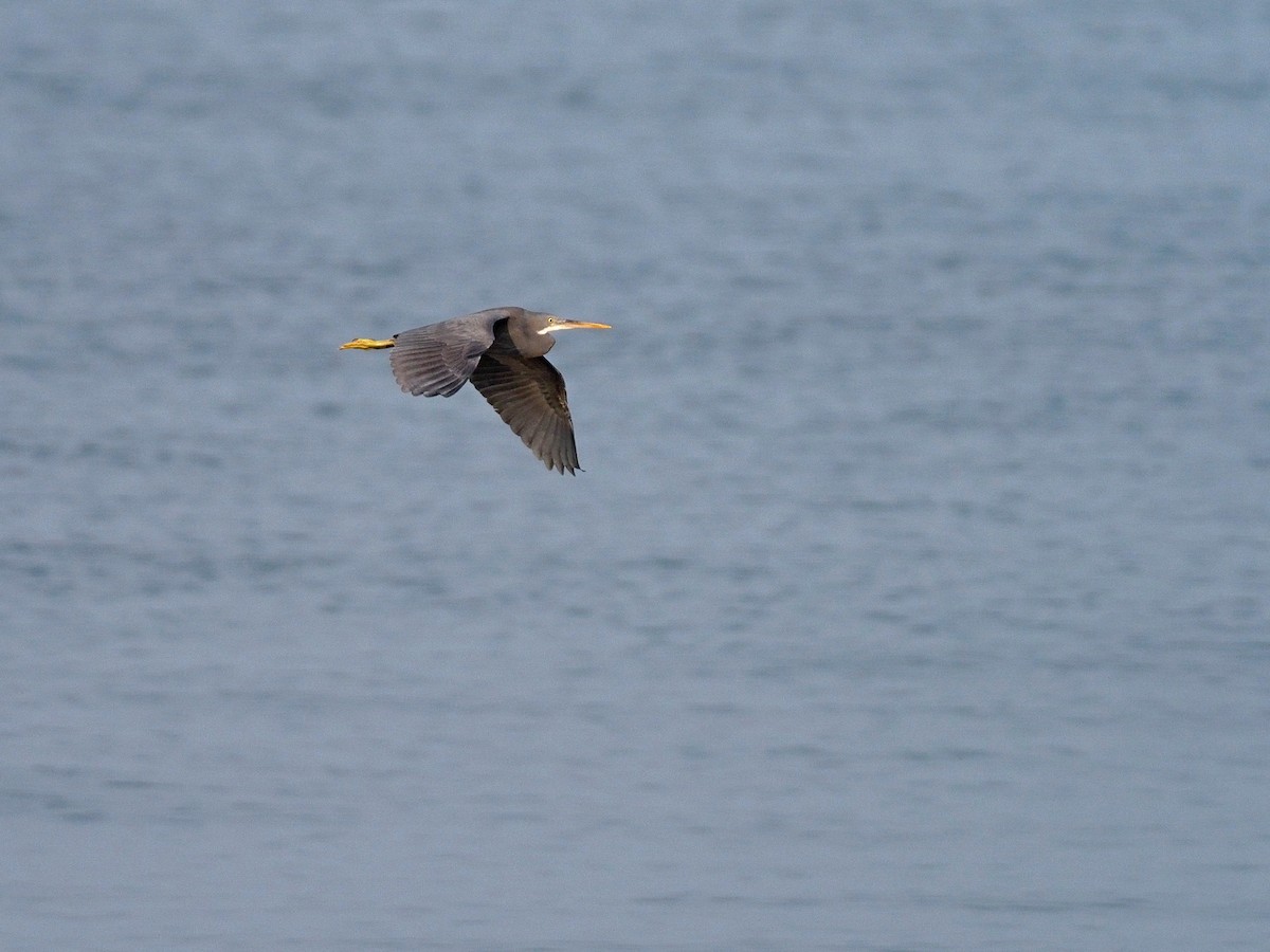 Garceta Dimorfa - ML612748379