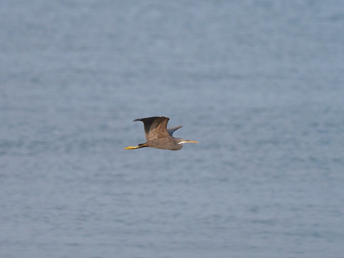 Garceta Dimorfa - ML612748380