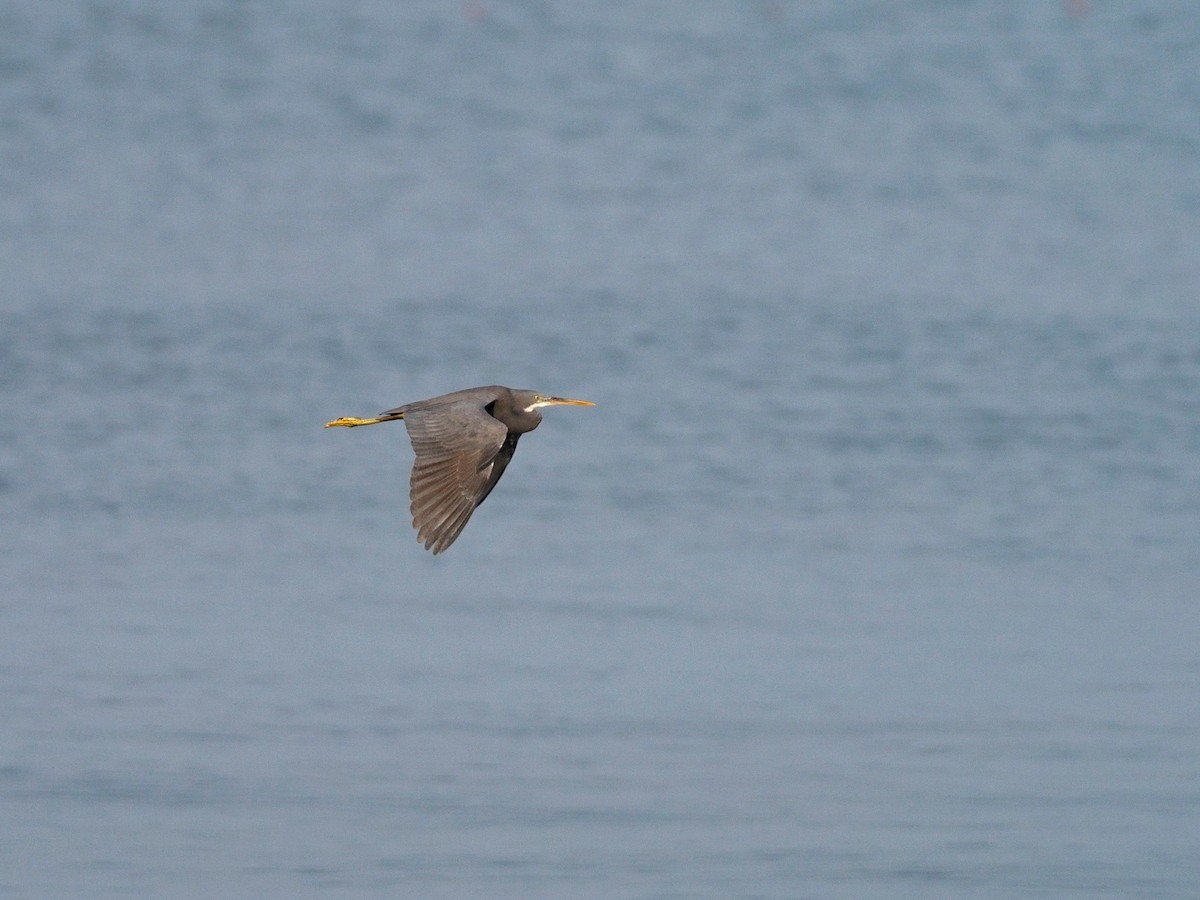 Garceta Dimorfa - ML612748381