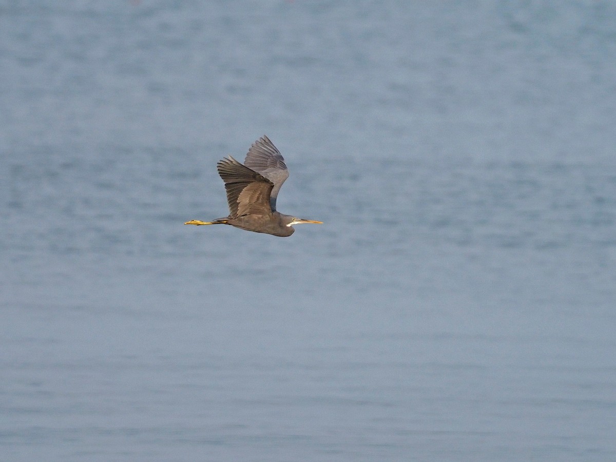 Garceta Dimorfa - ML612748382