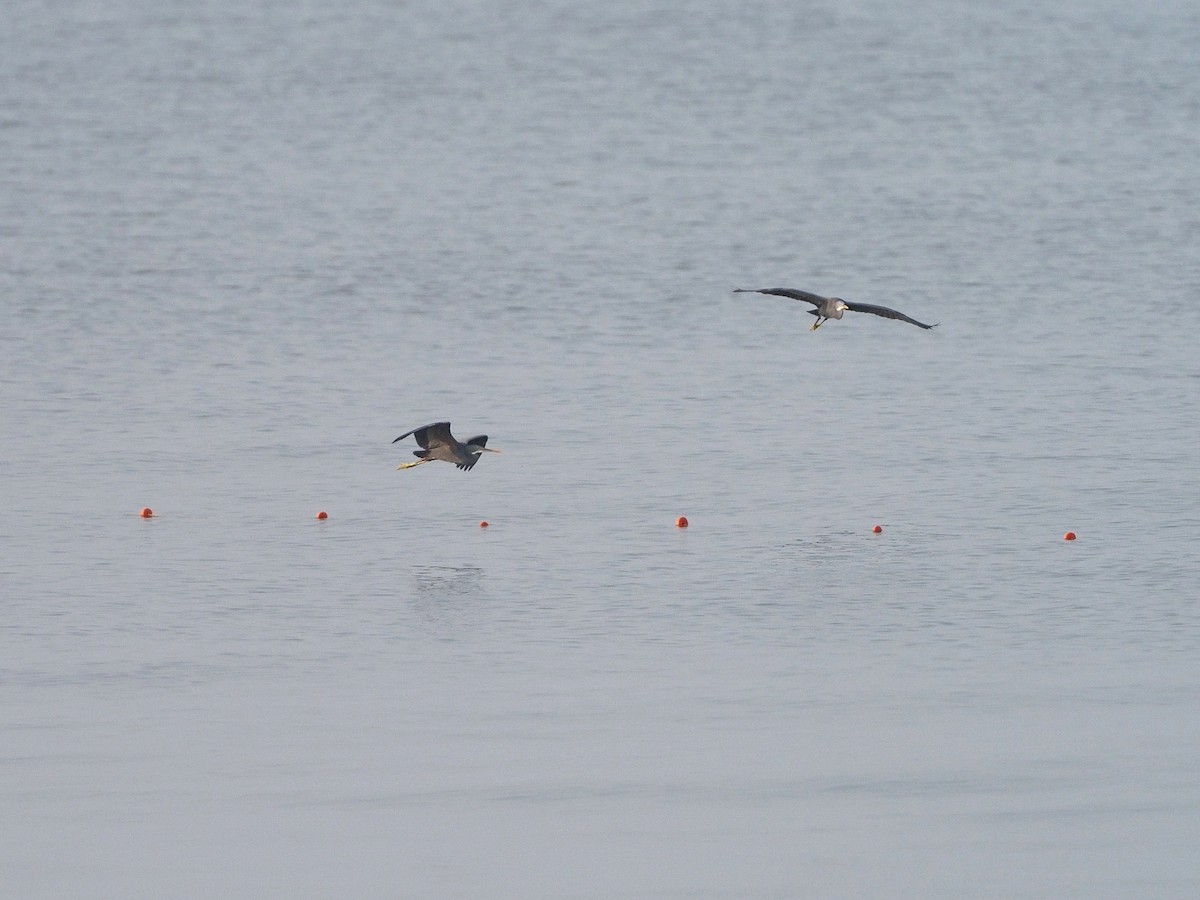 Garceta Dimorfa - ML612748383