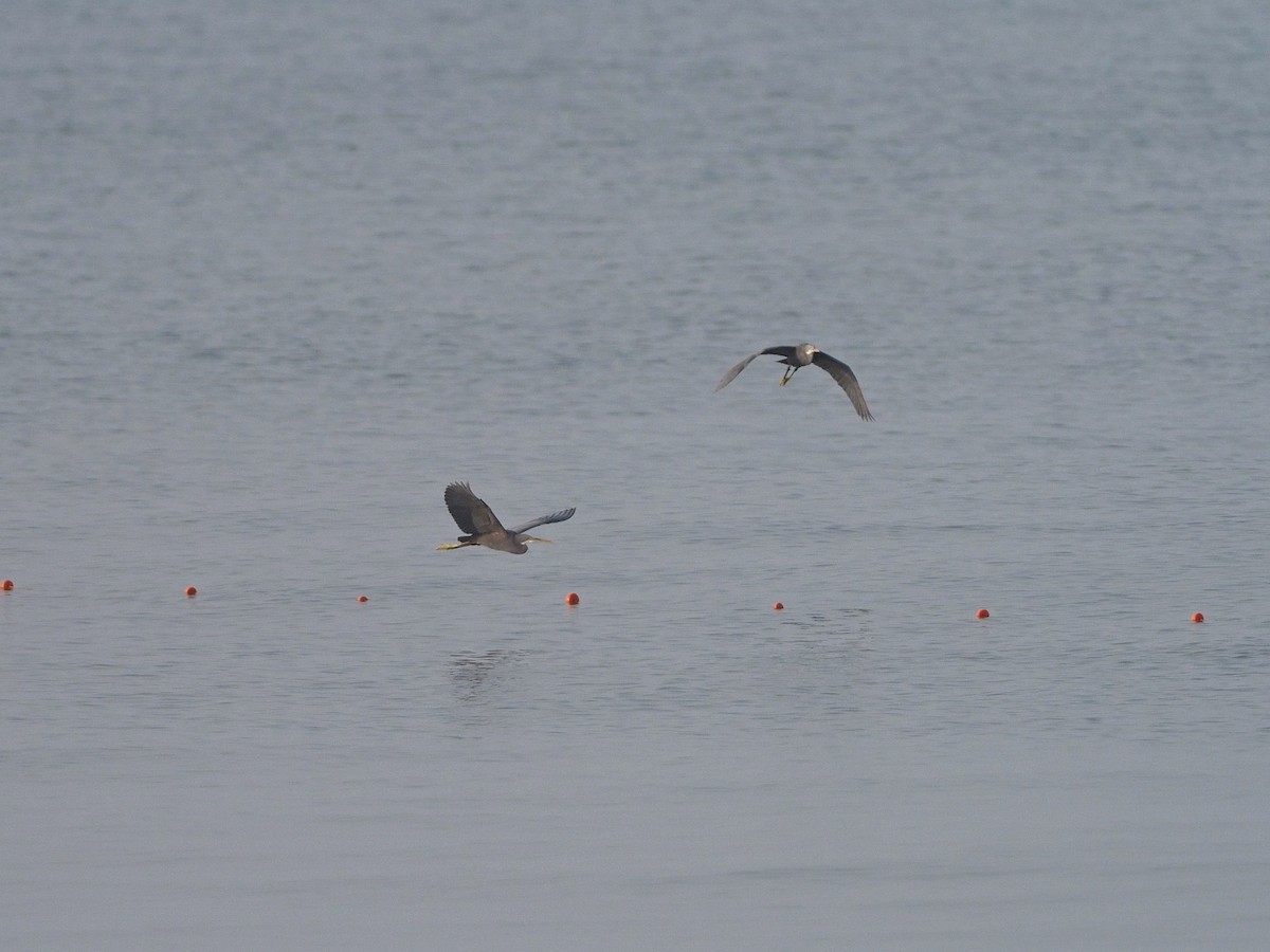 Garceta Dimorfa - ML612748384