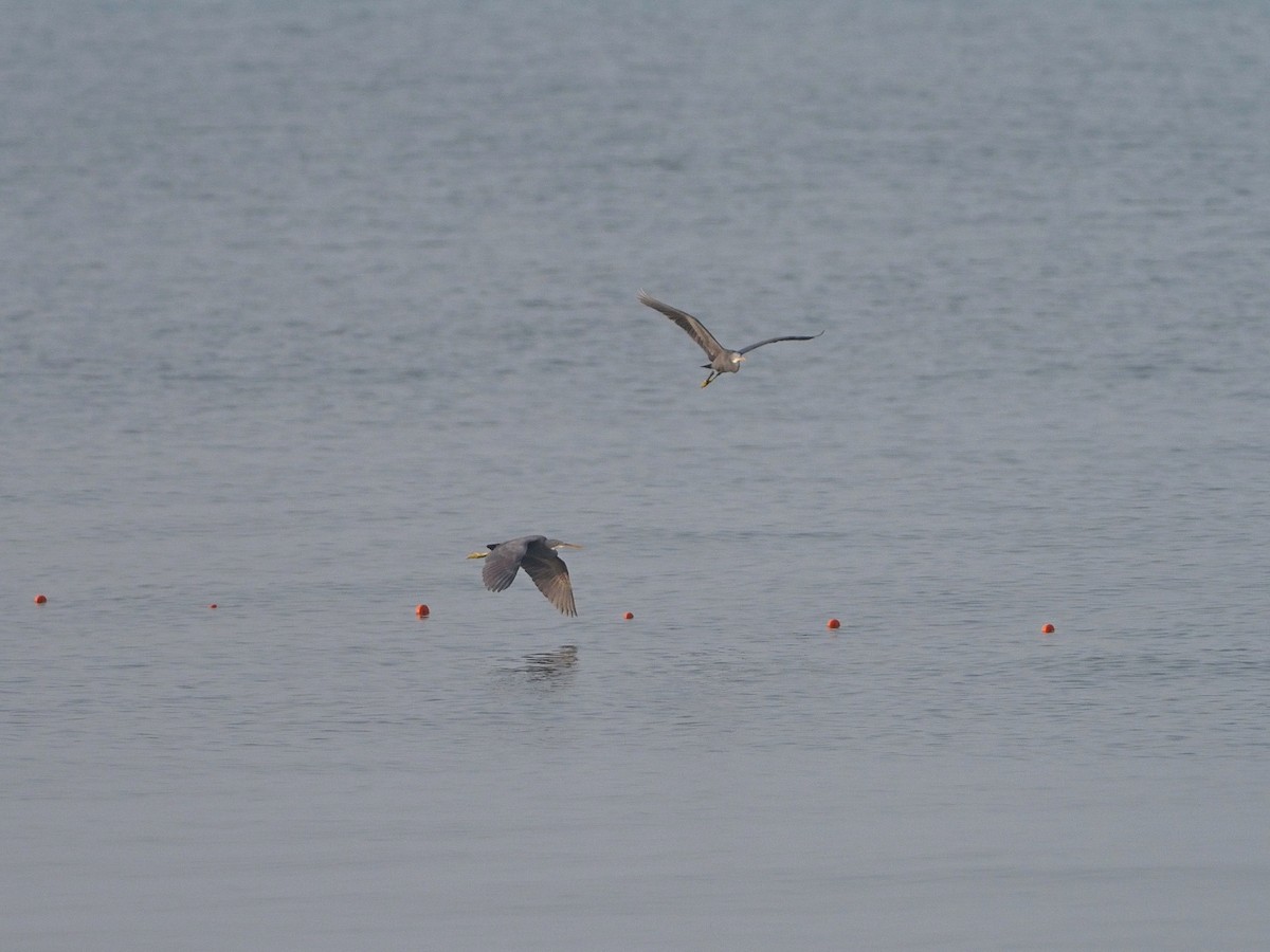 Garceta Dimorfa - ML612748385