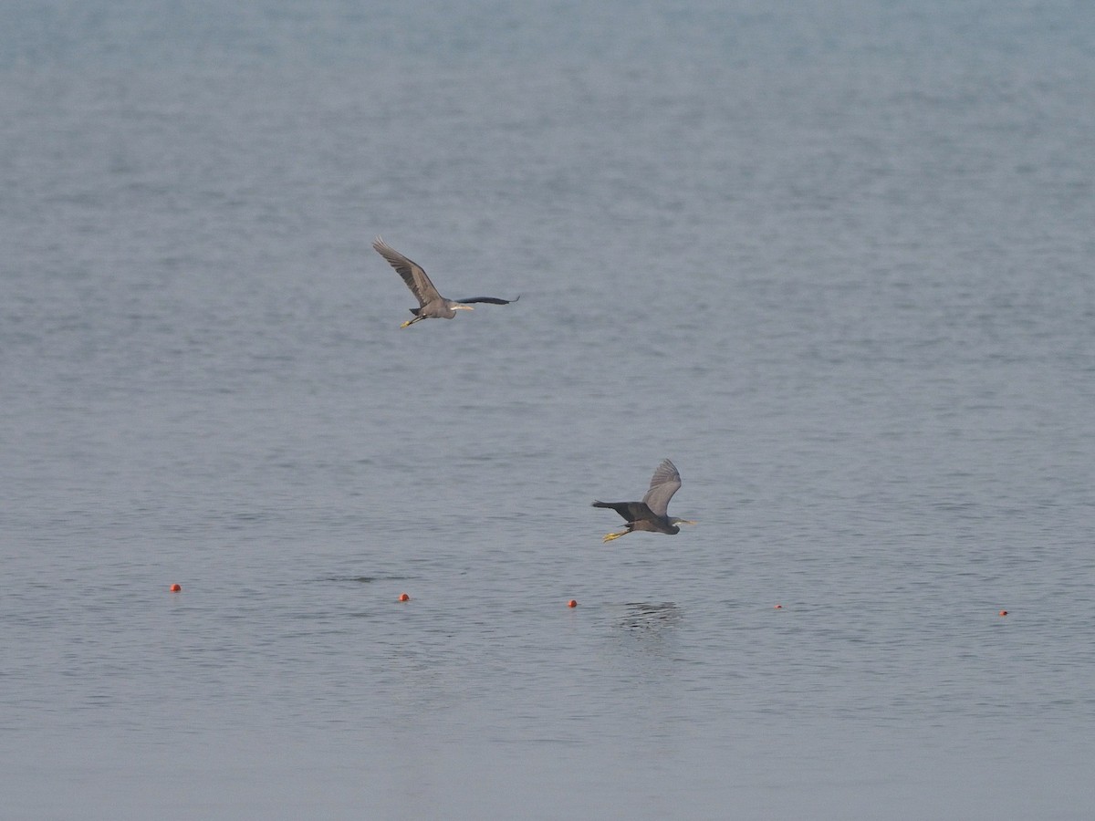 Garceta Dimorfa - ML612748386