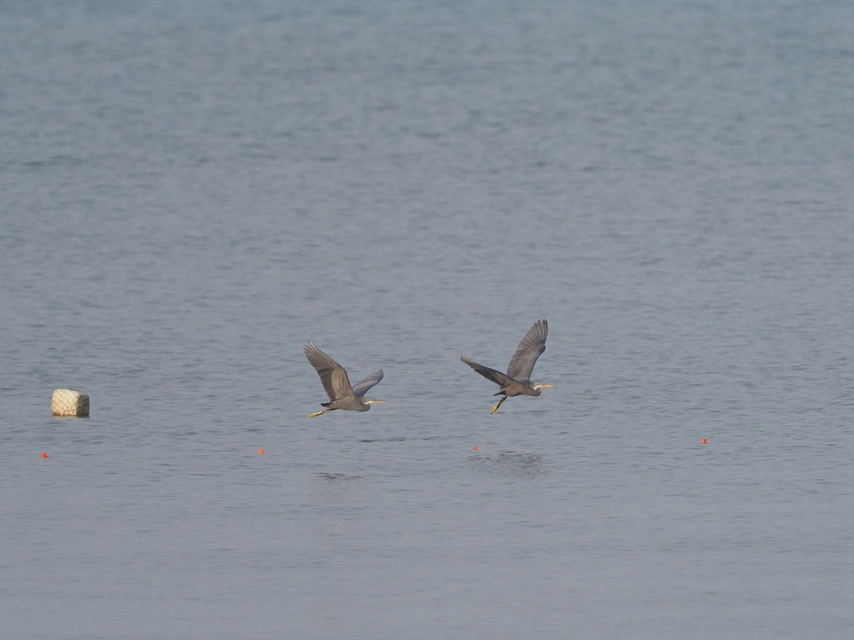 Garceta Dimorfa - ML612748387