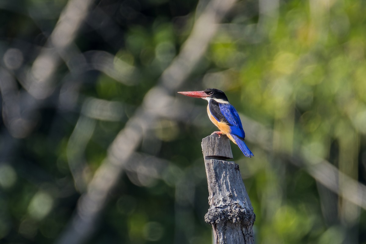 Black-capped Kingfisher - ML612748388