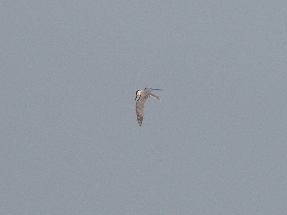 Charrán (Sterna) sp. - ML612748394