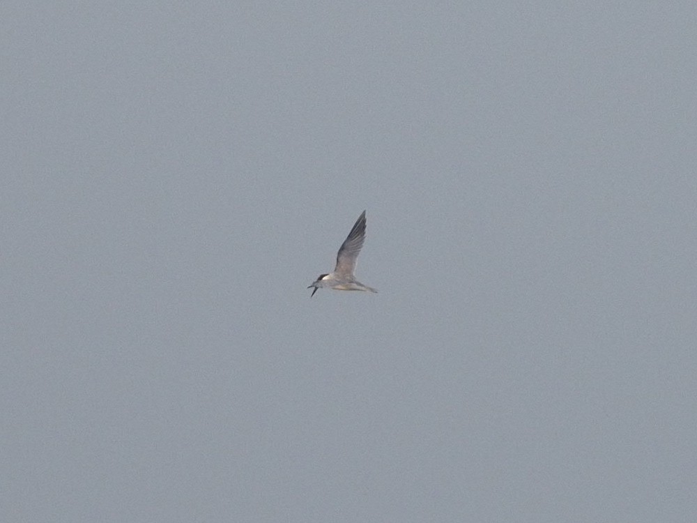 Charrán (Sterna) sp. - ML612748395