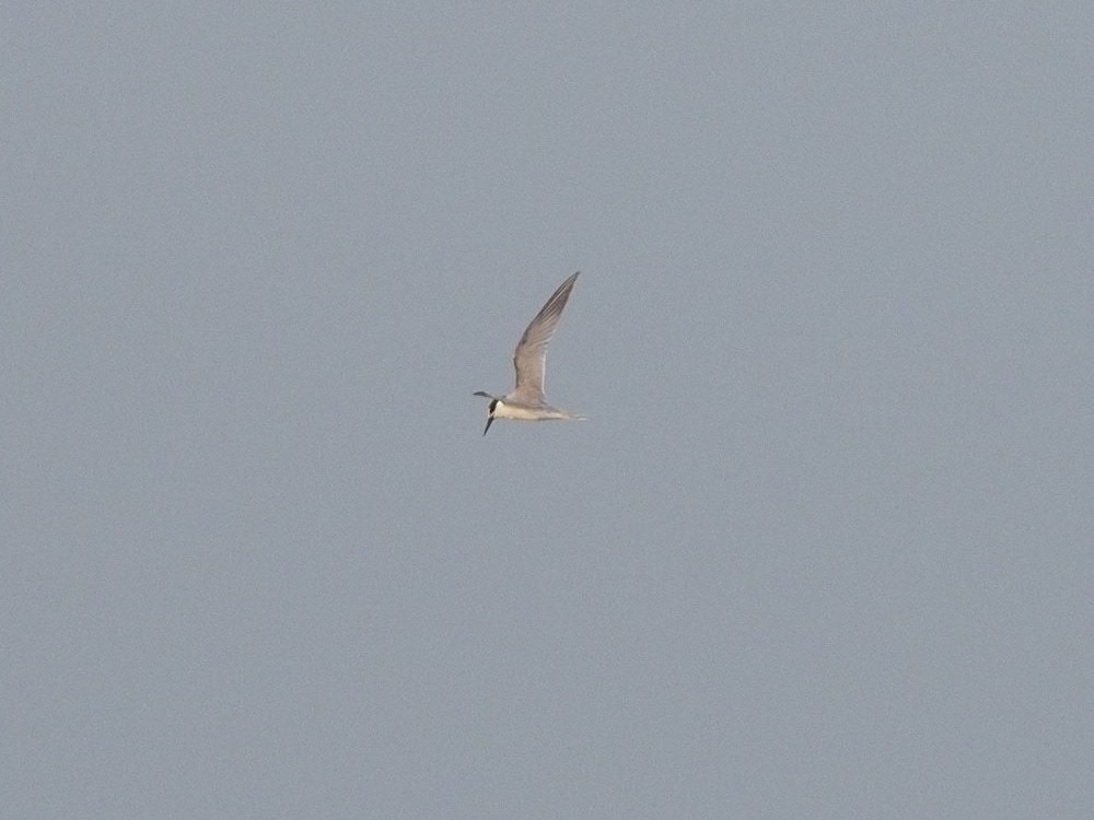 Charrán (Sterna) sp. - ML612748396