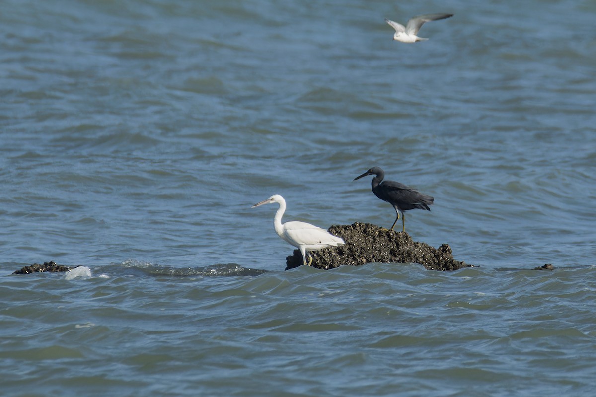 Pacific Reef-Heron - ML612748402