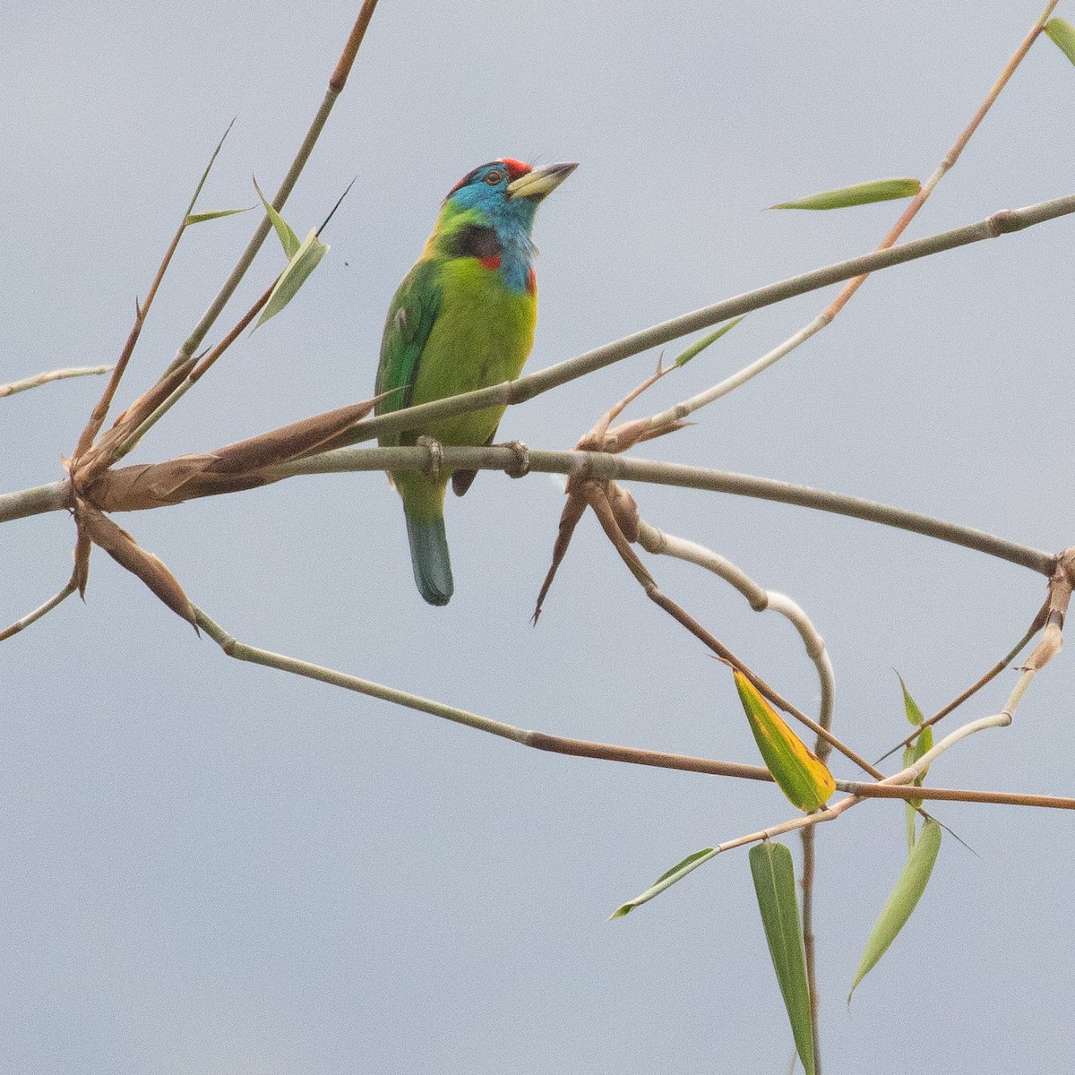 Blue-throated Barbet - ML612748428