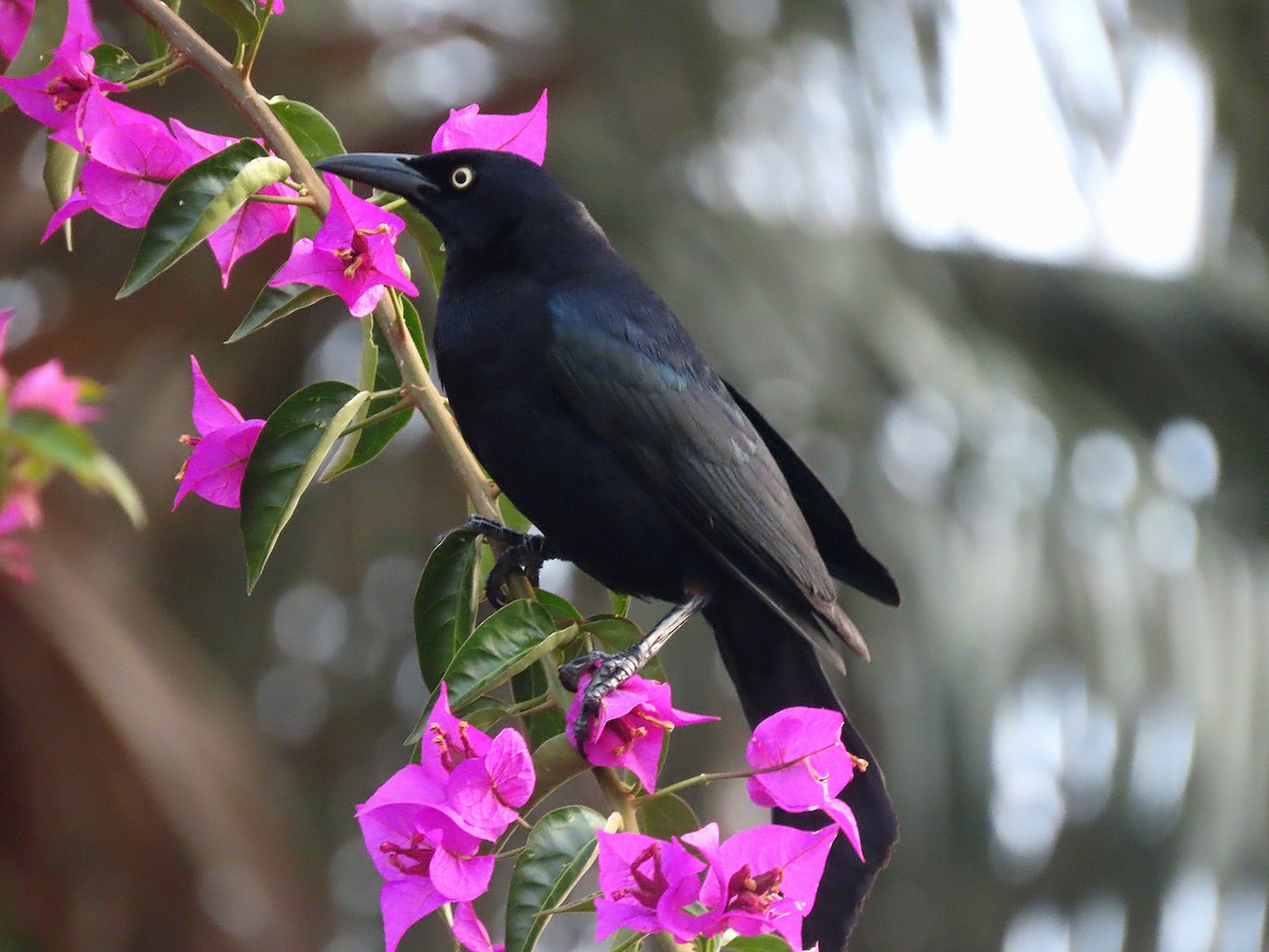 Carib Grackle - ML612748508