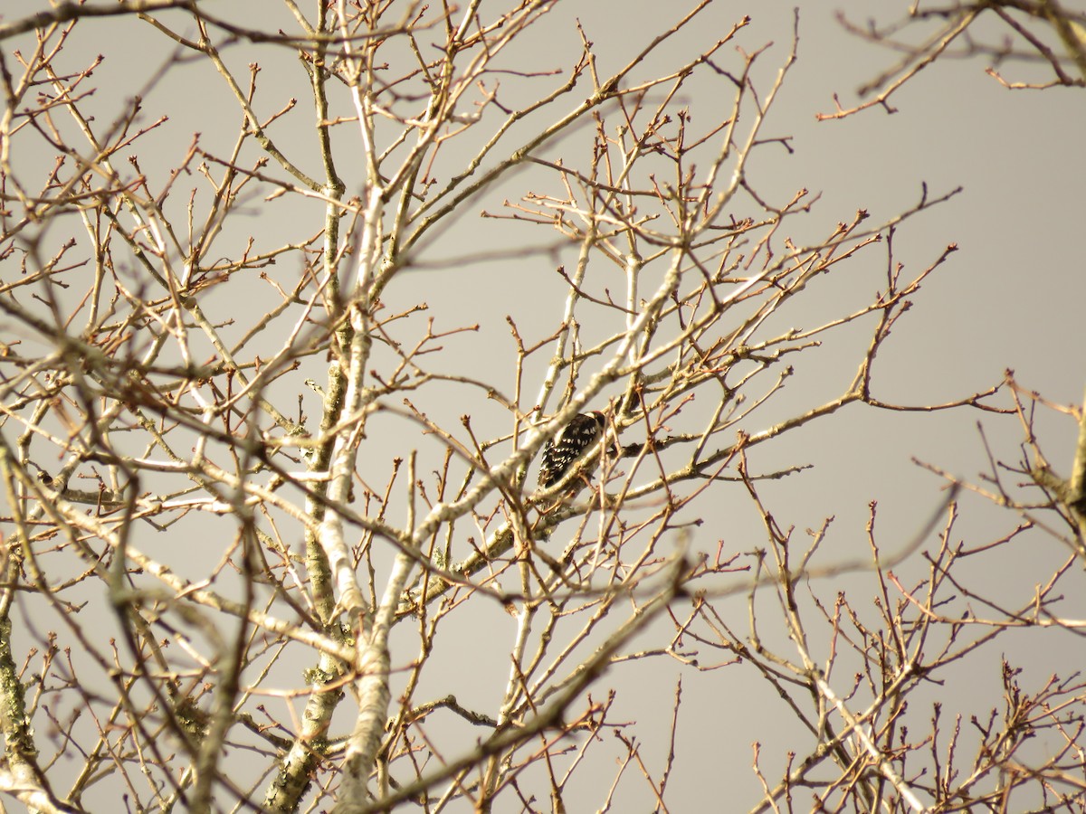 Downy Woodpecker - ML612748577