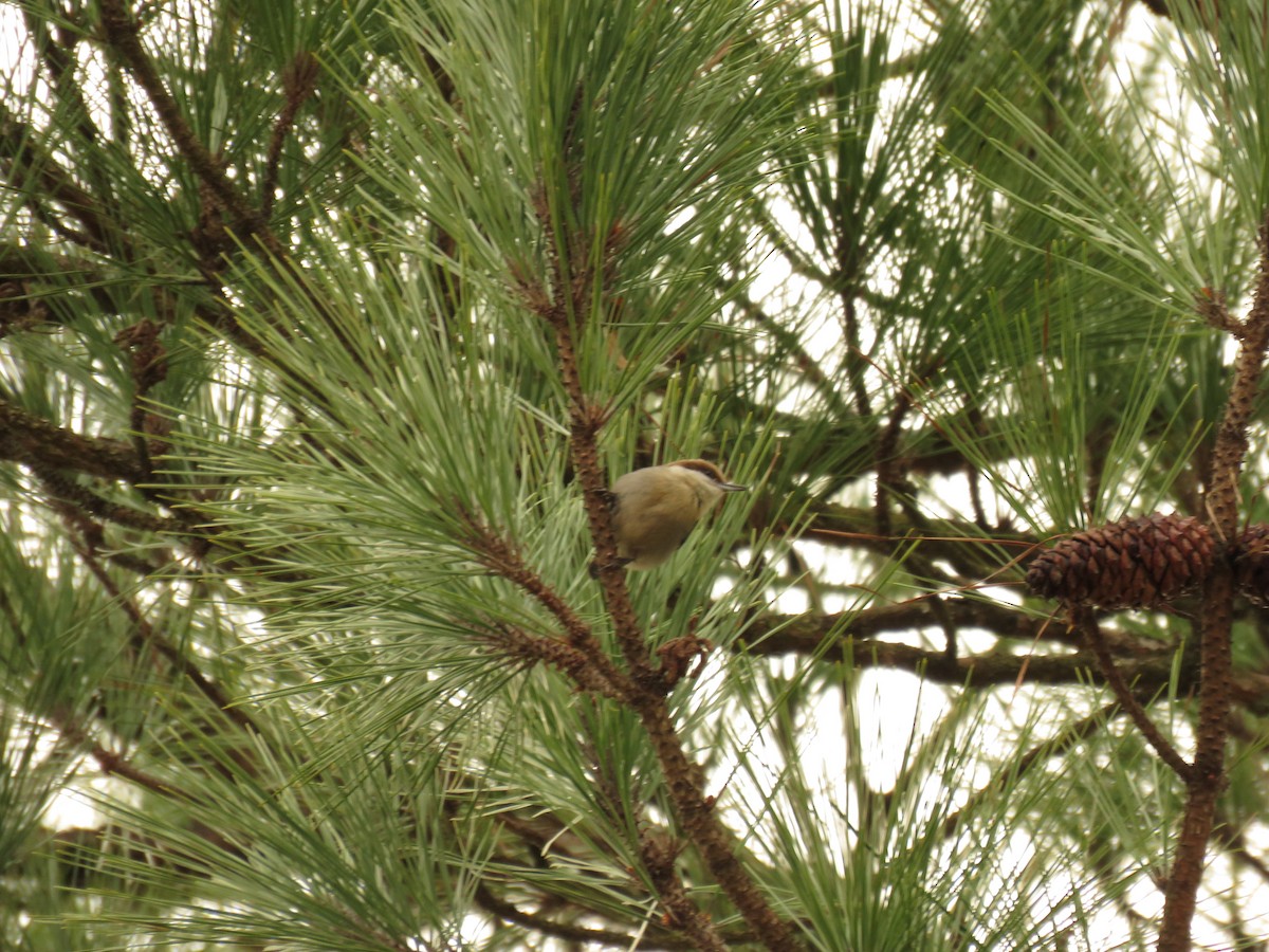 Brown-headed Nuthatch - ML612748583
