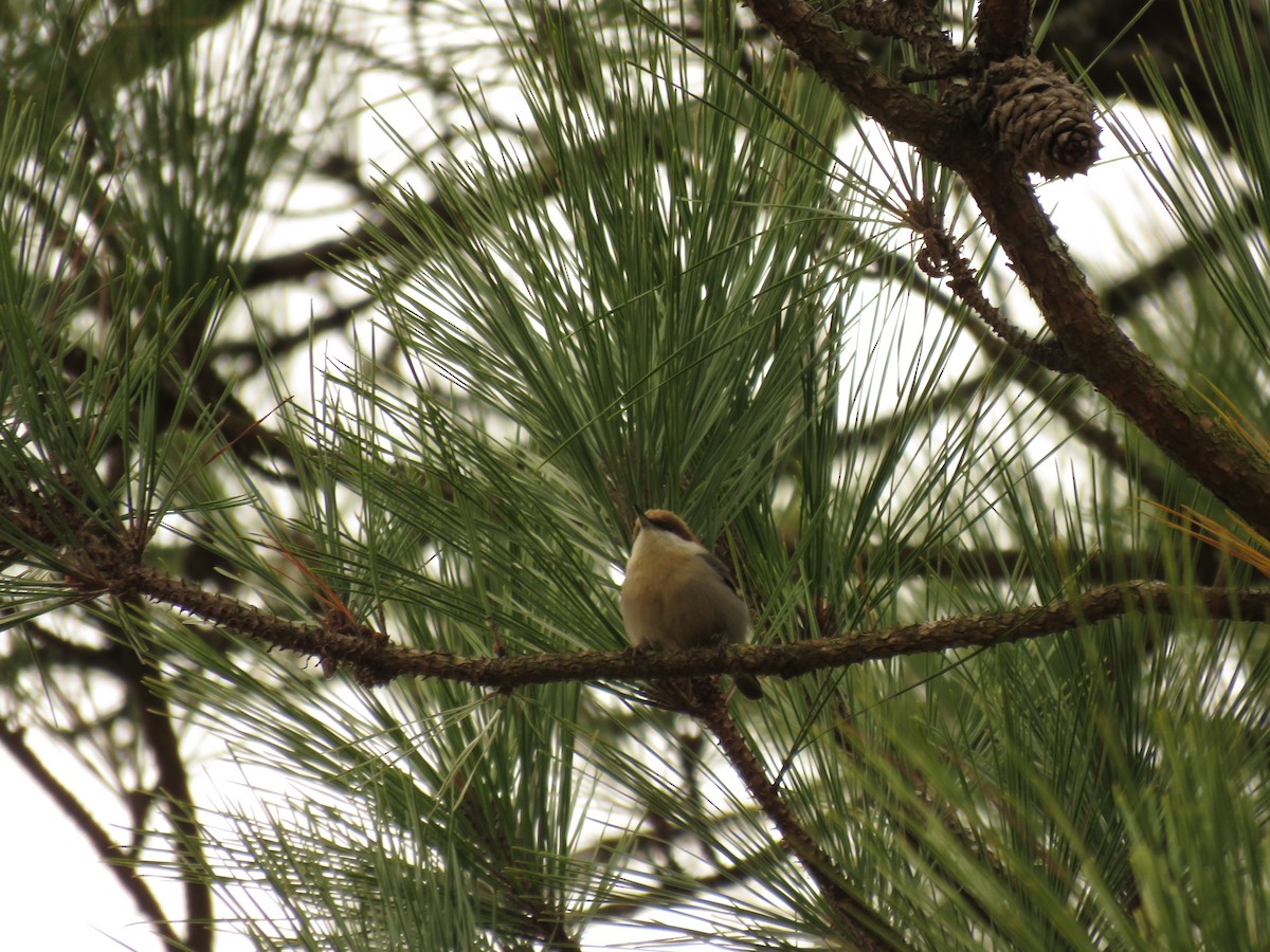 Brown-headed Nuthatch - Brady Dunaway