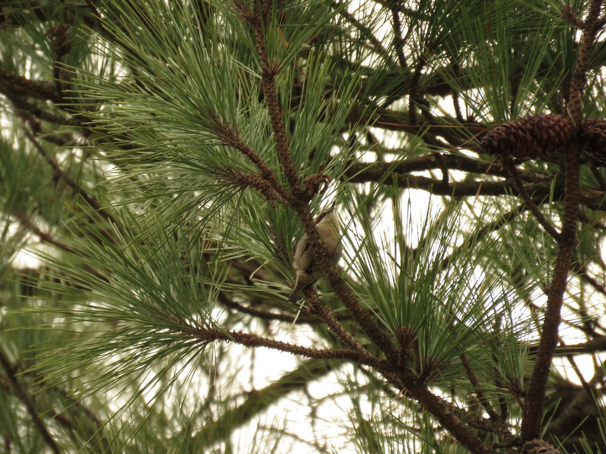 Brown-headed Nuthatch - ML612748585