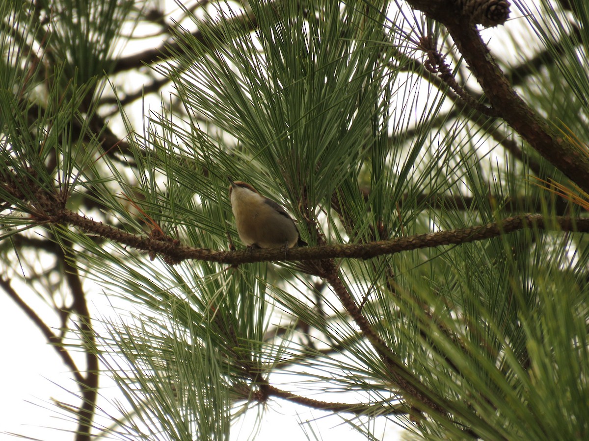 Brown-headed Nuthatch - ML612748588