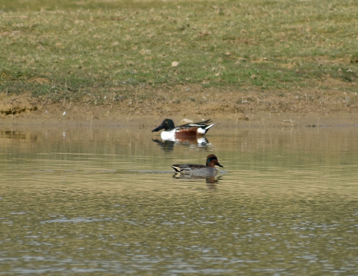 Green-winged Teal - ML612748594