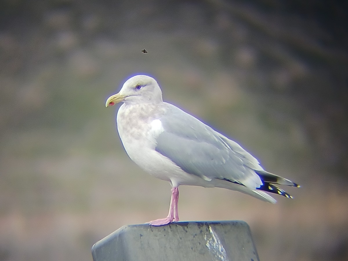 Herring x Glaucous-winged Gull (hybrid) - ML612748603