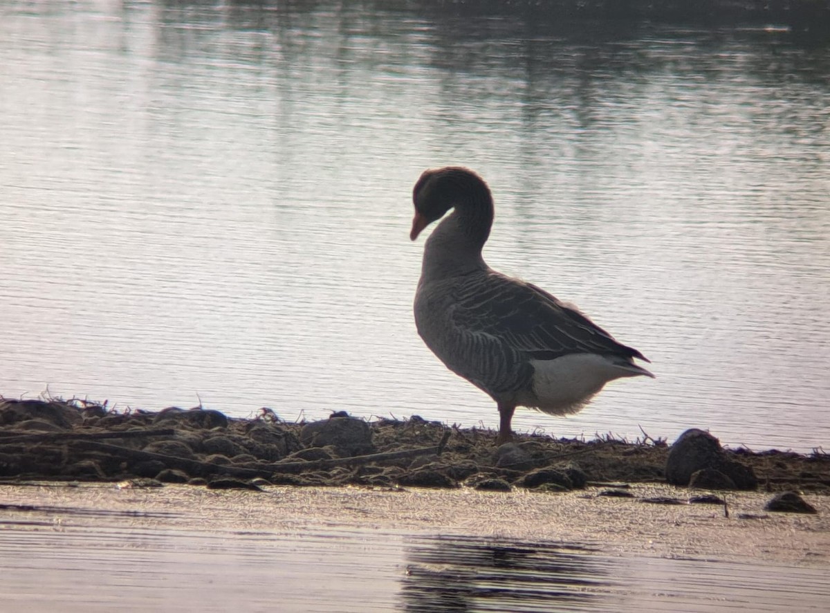 Graylag Goose - ML612748649