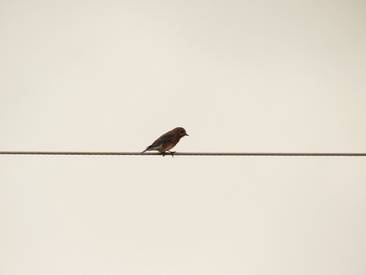 Eastern Bluebird - ML612748657