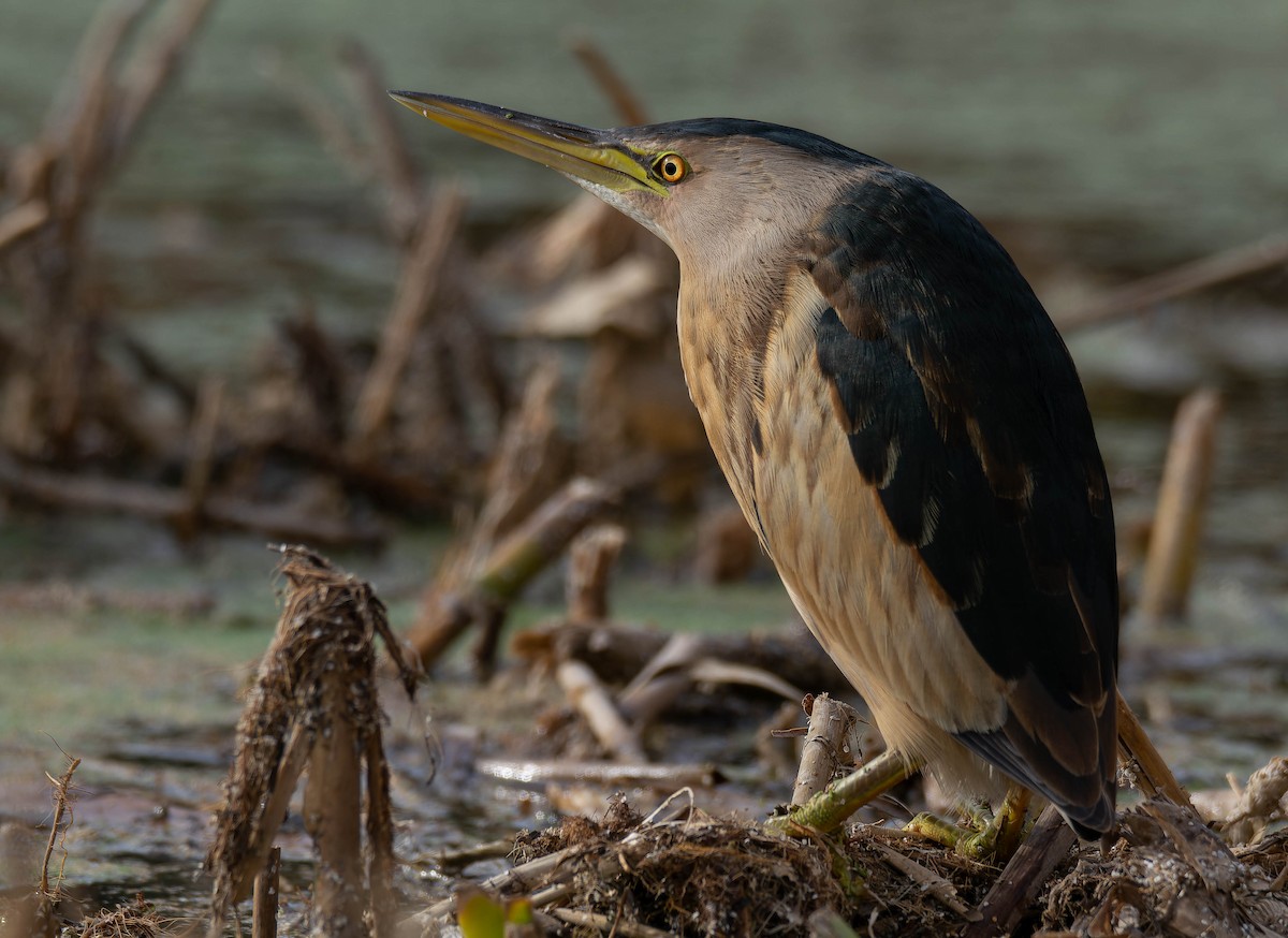 Little Bittern - ML612748663