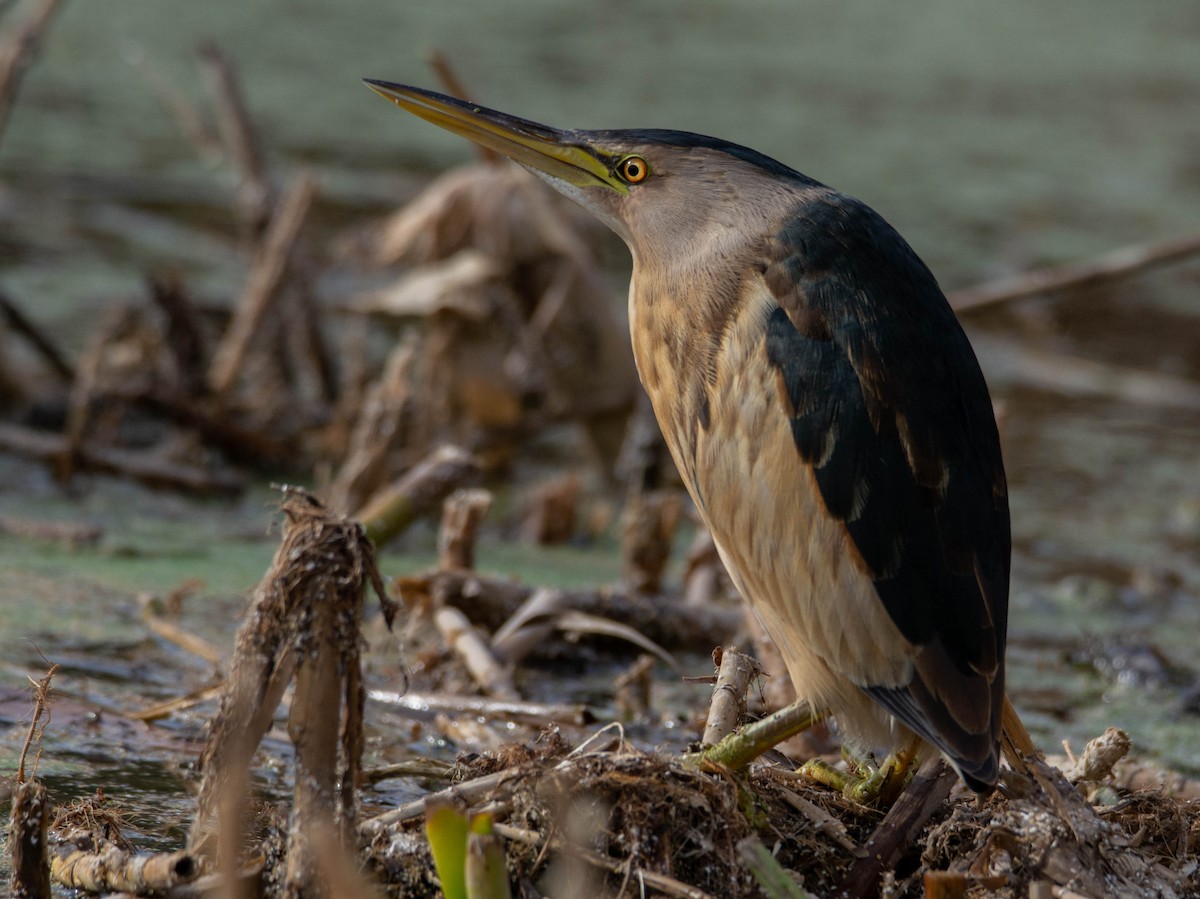 Little Bittern - ML612748664