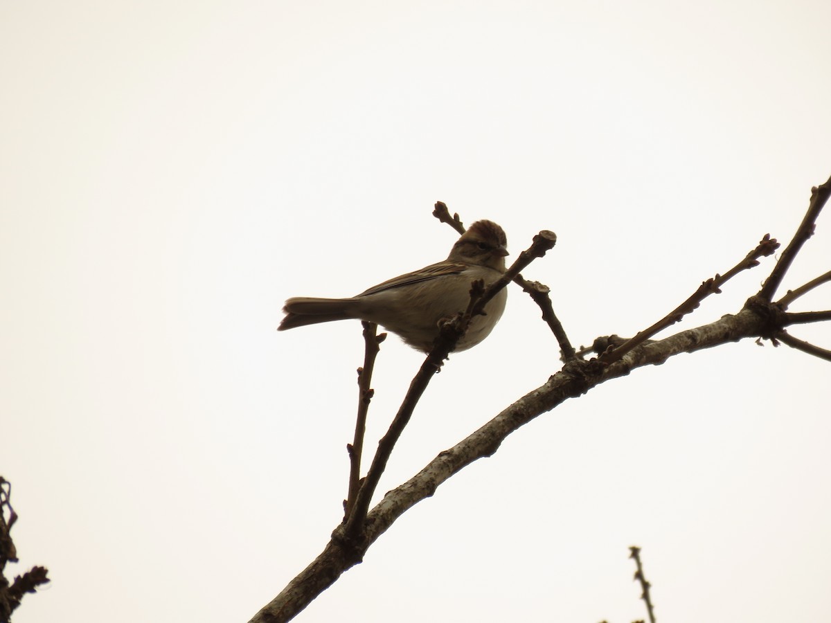 Chipping Sparrow - ML612748667