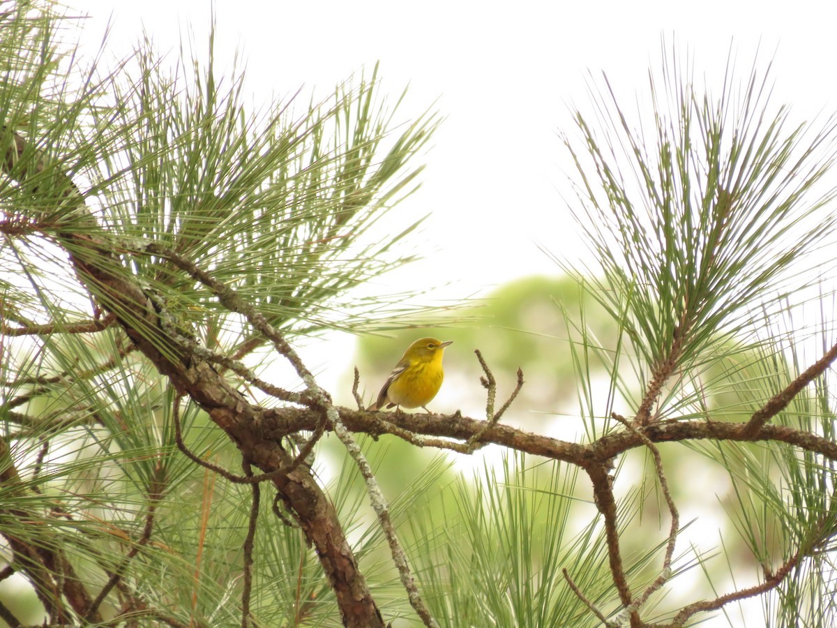 Pine Warbler - Brady Dunaway