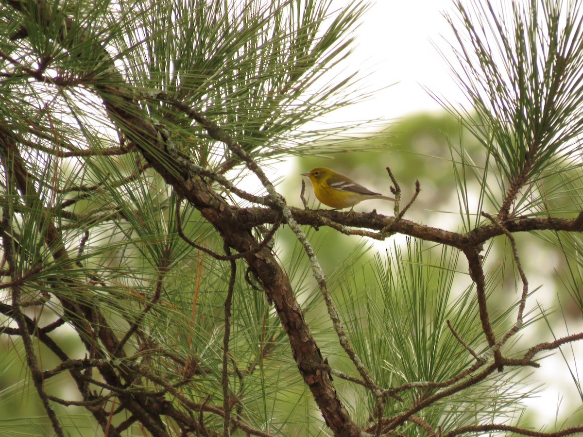 Pine Warbler - ML612748675