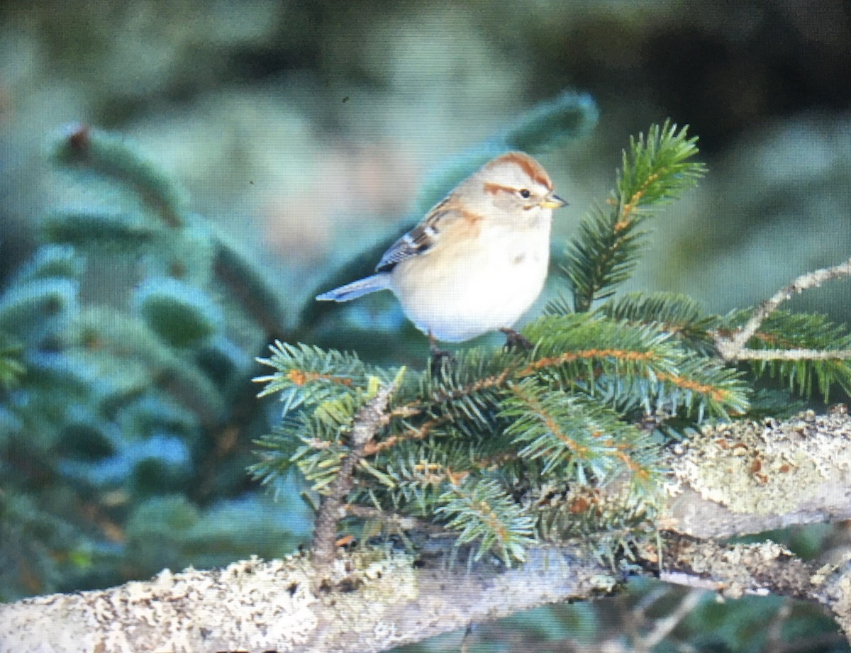 American Tree Sparrow - ML612748708