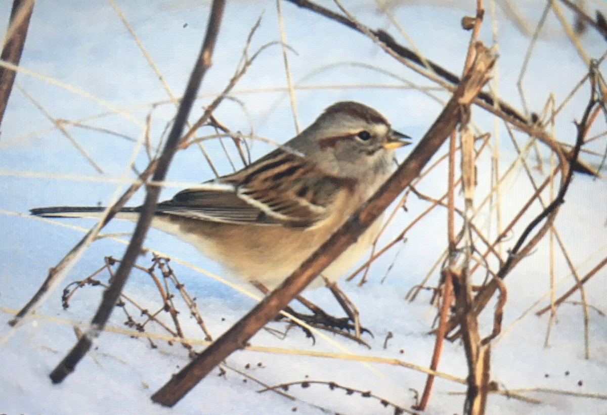 American Tree Sparrow - ML612748709