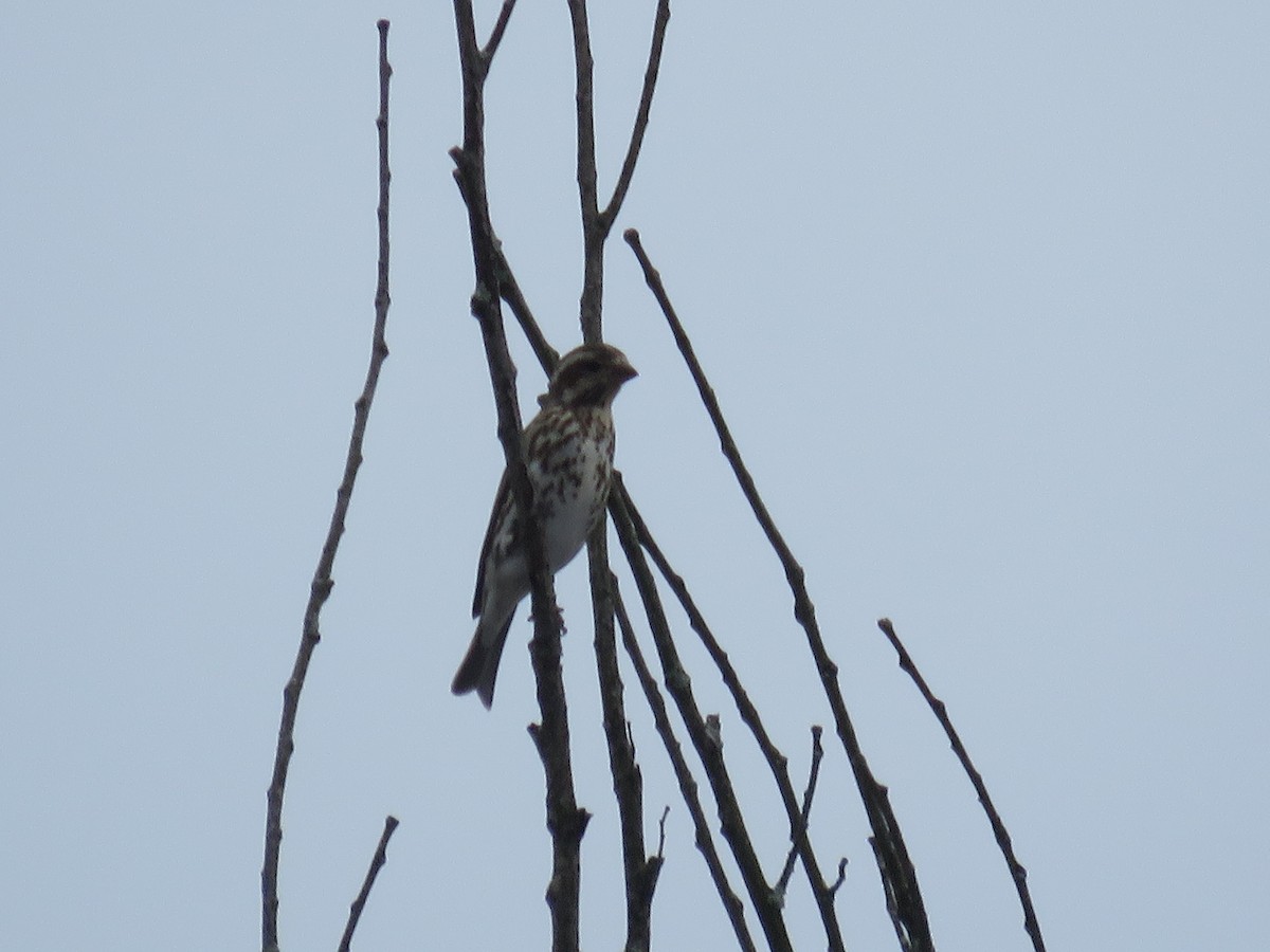 Purple Finch (Eastern) - ML612748710