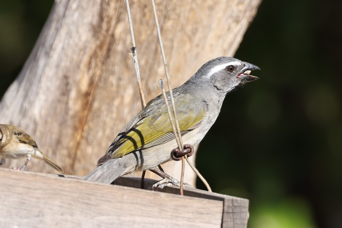 Green-winged Saltator - Charles Davies