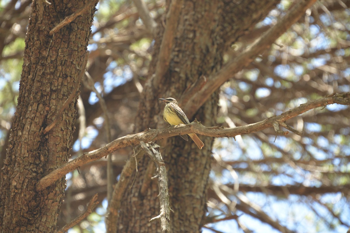 Sulphur-bellied Flycatcher - ML612748817
