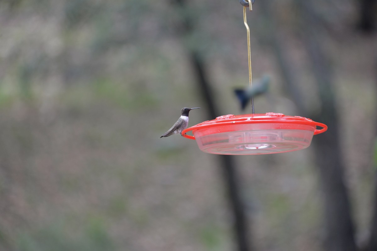 Black-chinned Hummingbird - ML612748863