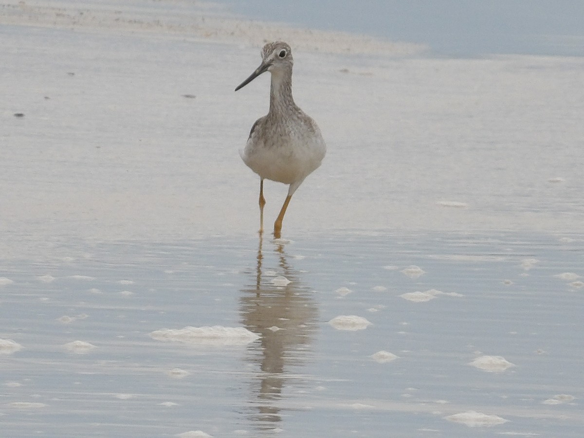 Greater Yellowlegs - Gustavo Iglesias