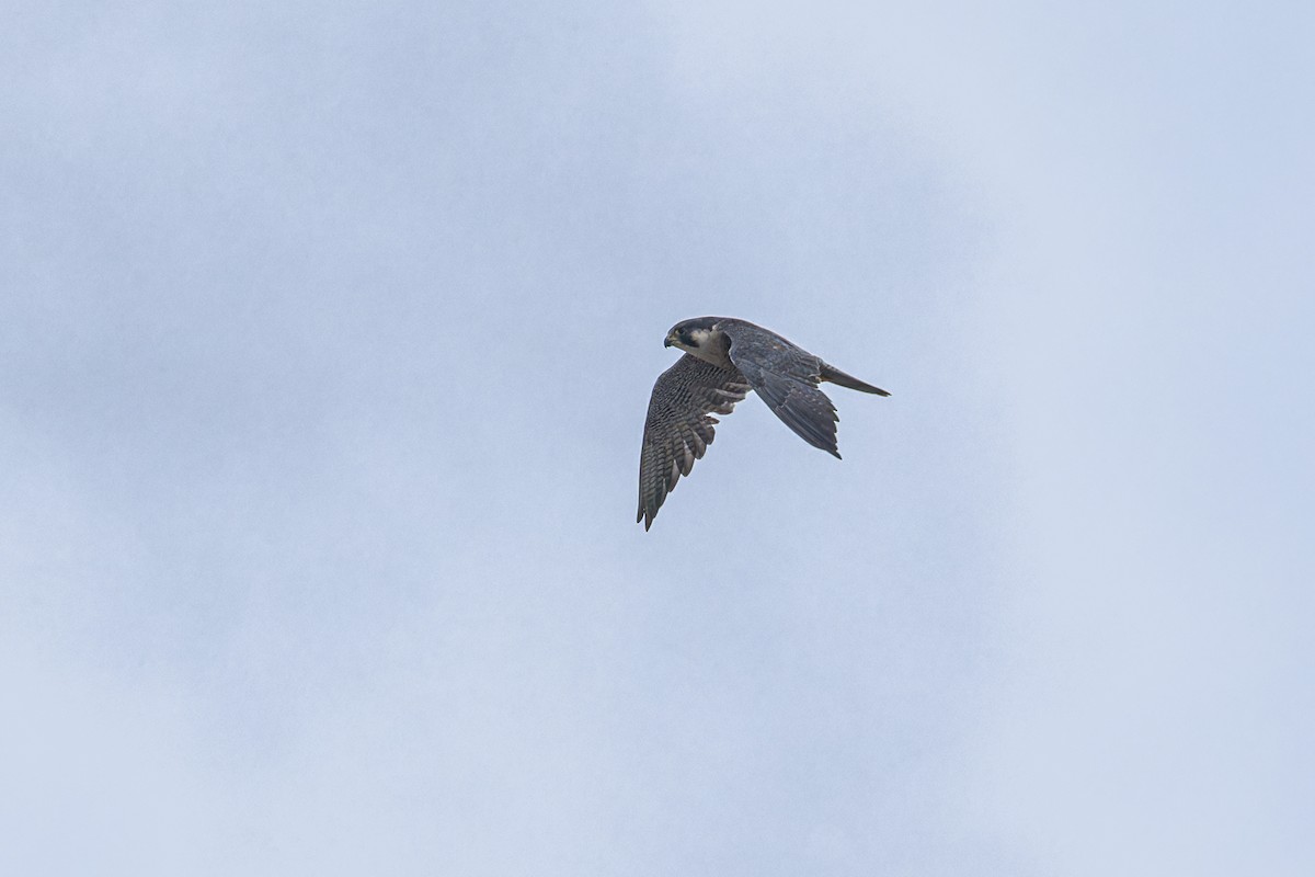 Peregrine Falcon (Eurasian) - Wich’yanan Limparungpatthanakij