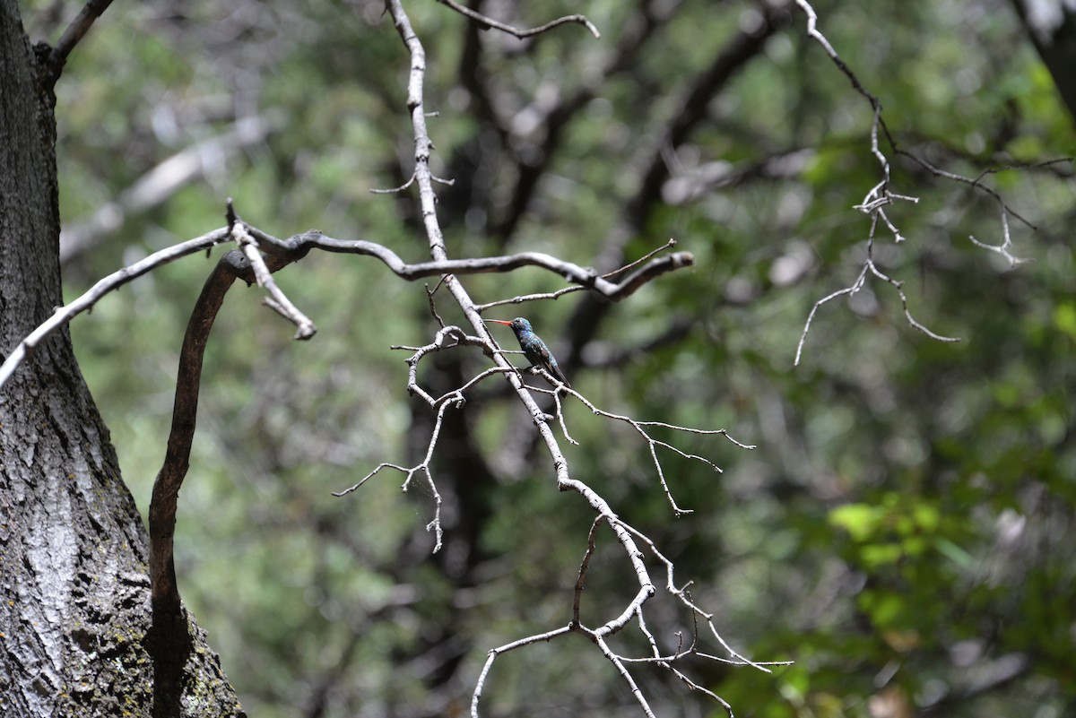 Broad-billed Hummingbird - ML612748936