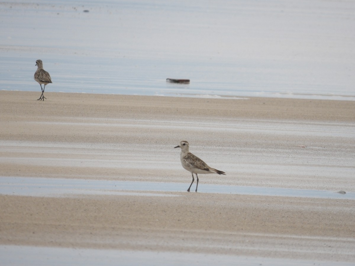 plover sp. - Gustavo Iglesias